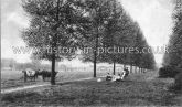 The Avenue, Woodford Green. c.1905.