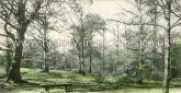 The Woods, Wanstead, London. c.1905