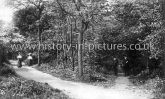 A Walk in Larks Wood, Highams Park, Chingford, London. c.1900's