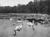 The Lake and Swans, Highams Park Lake, Chingford, London. c.1903