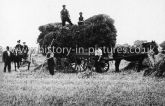 Loading Hay at Moons Farm, Billet Road, Walthamstow, London. c.1912