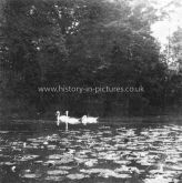 Swans on the Lake, Brixworth Hall, Brixworth. Northamptonshire. c.1930's