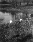 Swan on The Lake, The Hall, Brixworth, Northamptonshire, April 1945