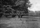 Deer Grazing in Richmond Park, London. c.1890's