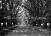 The Avenue, Hatfield Park, Hatfield, Hertfordshire. c.1890's