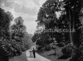 The Rhododendron Walk, Kew Gardens, Richmond. c.1890's