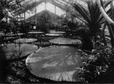 The Tropical House, Kew Gardens, London. c.1890's.