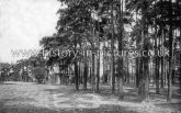 The Pines, Bostall Wood, Plumstead, London. c.1905
