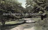 A Walk in Epping Forest, High Beech, Essex. c.1906