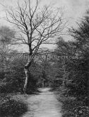 The Forest Path, Epping Forest, Essex. c.1910.