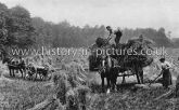 Harvesting, Layer de la Haye, Essex. c.1914