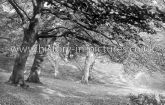 A View in Epping Forest, Essex. c.1905