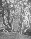 Coppiced trees in Epping Forest, Essex. c.1904