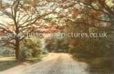 A Road through Epping Forest, Essex. c.1910