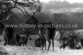 Deer at 'Ivydene' Forest Side, Epping, Epping Forest, Essex. c.1930's