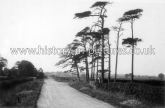 Billericay Road, Herongate, Essex. c.1927
