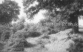 Lower Epping Forest, Essex. c.1910