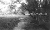 Ambersbury Banks, Epping Forest, Essex c.1910's