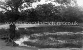 Pond next to the High Road, Buckhurst Hill, Essex. c.1920