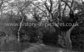 The Pulpit Oak, Epping Forest, Buckhurst Hill. c.1930's
