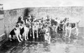 Essex Hounds, The Kennels, Harlow, Essex. c.1907