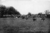 Cows in a field, Ongar, Essex. c.1920's