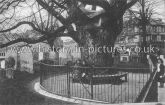 Old Elm Tree, Waltham Abbey, Essex. c.1920's