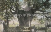 Old Elm Tree, Waltham Abbey, Essex. c.1907