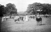 Donkey Rides, High Beech, Essex. c.1909