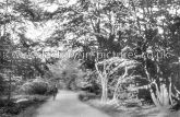 The Forest, High Beech, Epping Forest, Essex. c.1906