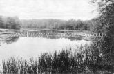 Wake Valley Pond, Epping Forest, Essex. c.1914