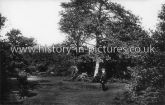 Hainault Forest, Essex. c.1913