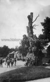 The Great Oak, recorded in William the Conqueror's Doomesday Book, Gt. Yeldham, Essex. c.1908.