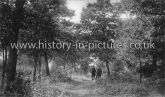 The Poachers, Hainault Forest, Essex. c1905
