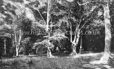 Monk's Wood, Epping Forest, Essex. c.1903