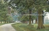 The Avenue, Harlow Common, Essex. c.1918