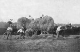 Hay-Carting at Chigwell Lane, Essex. c.1906