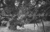 The Famous Mulberry Tree, 600 Years old, Church House, Dedham, Essex c.1925