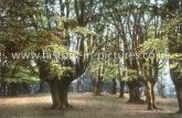 Beeches At High Beech, Epping Forest, Essex. c.1907