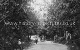 Forest Road, Epping Forest, Essex. c.1907