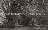 Beech Glade, High Beech, Epping Forest, Essex. c.1910's