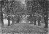 The Avenue, Witham, Essex. c.1904